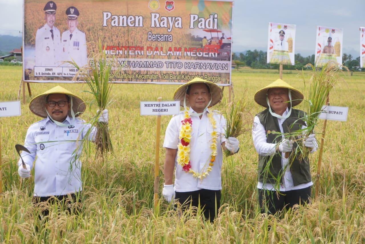 Menteri Dalam Negeri (Mendagri) RI, Muhammad Tito Karnavian saat panen raya padi di Desa Mantawa, Kecamatan Toili Barat, Kabupaten Banggai, Kamis (1/5/2023). FOTO: ISTIMEWA