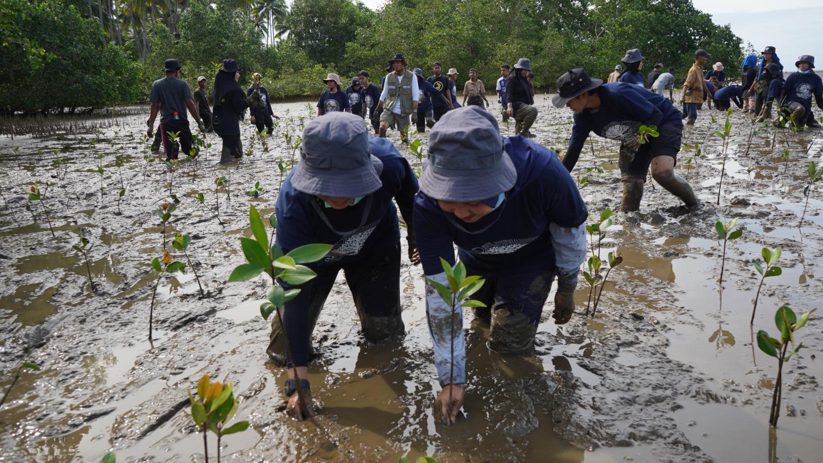 Penanaman Mangrove oleh PT IMIP di pesisir pantai Desa Padabaho, Kecamatan Bahodopi, Senin (31/7/2023). FOTO: IST