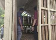 Tampak bantuan bibit ternak kambing dari BNPT RI untuk pemberdayaan kekuatan ekonomi masyarakat. FOTO: IST