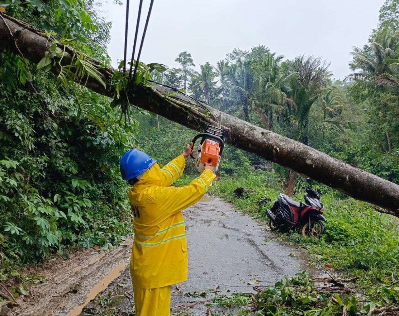 Teknisi PLN sedang menebang pohon tumbang yang roboh melintasi jalan raya. FOTO: IST