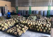 Durian Montong Parmout siap di ekspor ke Tiongkok . Foto: DINAS KOMINFO PARMOUT.
