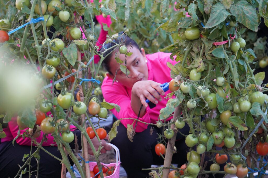Ketua Umum Bhayangkari, Ny. Juliati Sigit Prabowo, saat memanen tomat di Pekarangan Pangan Lestari (P2L) Batalyon A Pelopor Satbrimob Polda Sulteng pada Selasa (8/7/2025). FOTO: BIDHUMAS POLDA SULTENG